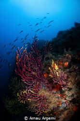 Motion blur of rainbow wrasse swimming over a gorgonian c... by Arnau Argemi 